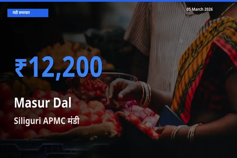 आज का मंडी भाव: मसूर दाल के सबसे ज़्यादा दाम Siliguri APMC में