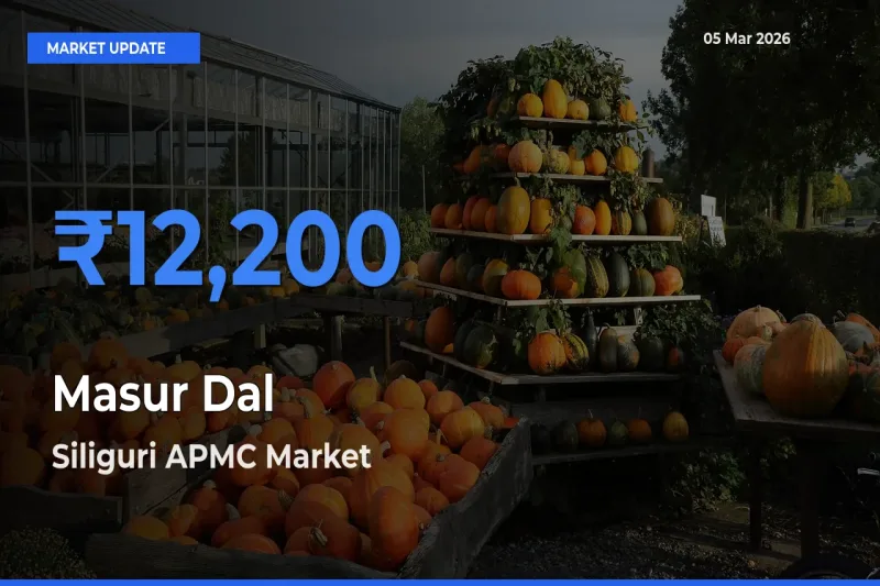 Siliguri APMC Leads as Top Mandi for Masur Dal Prices