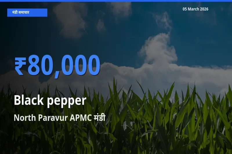 North Paravur APMC मंडी में काली मिर्च ₹80,000 पर पहुँचा – आज का सर्वोच्च भाव
