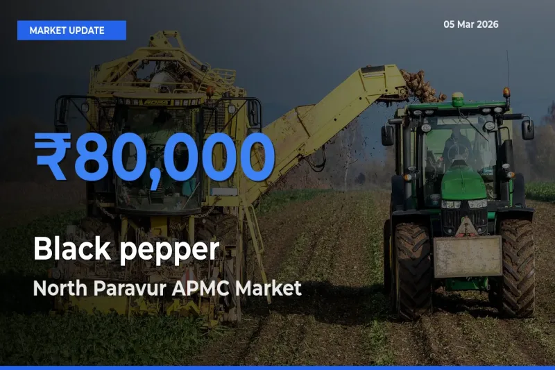 North Paravur APMC Tops Black pepper Mandi Rates Today