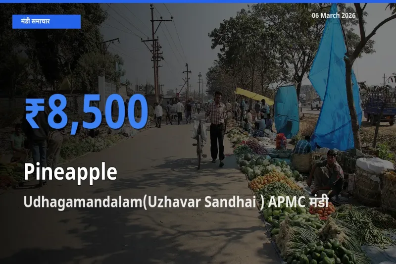 बाज़ार संकेत: Udhagamandalam(Uzhavar Sandhai ) APMC बना अनानास के लिए आज की टॉप मंडी