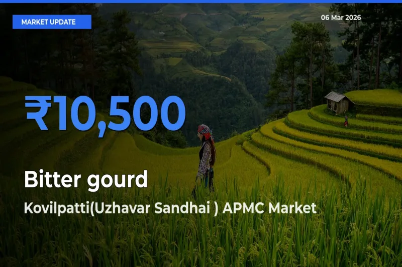 Kovilpatti(Uzhavar Sandhai ) APMC Offers ₹10,500 – Highest Bitter gourd Rate Today