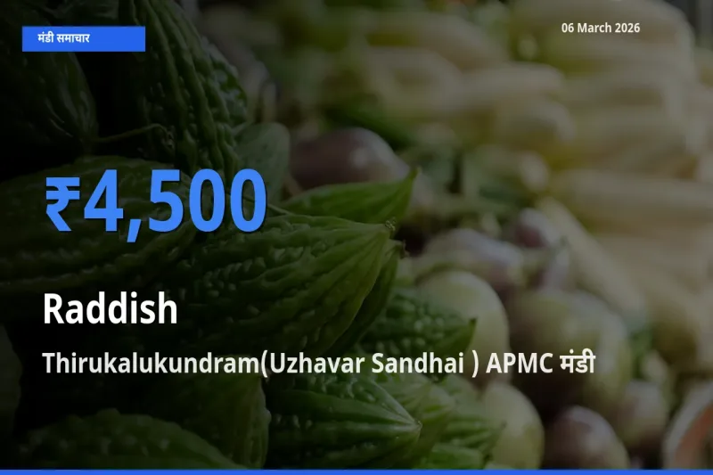 आज का मंडी भाव: मूली के सबसे ज़्यादा दाम Thirukalukundram(Uzhavar Sandhai ) APMC में