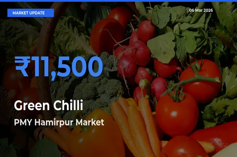 PMY Hamirpur Emerges as Top Mandi for Green Chilli Prices Today