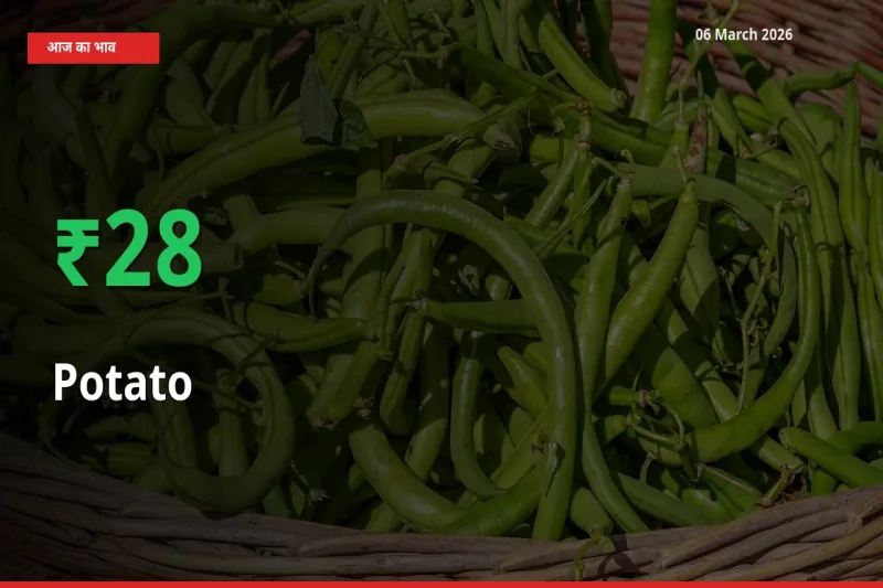 तेज़ तेजी! मंडी में आलू के दाम 27.75% चढ़े