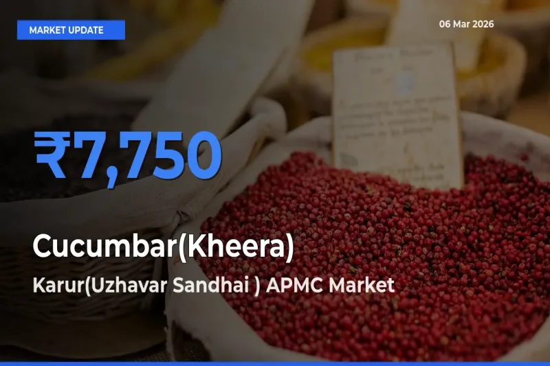 Karur(Uzhavar Sandhai ) APMC Emerges as Top Mandi for Cucumbar(Kheera) Prices Today