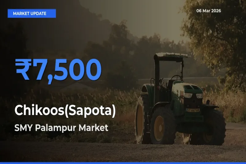 Market Watch: SMY Palampur Becomes Top Mandi for Chikoos(Sapota)