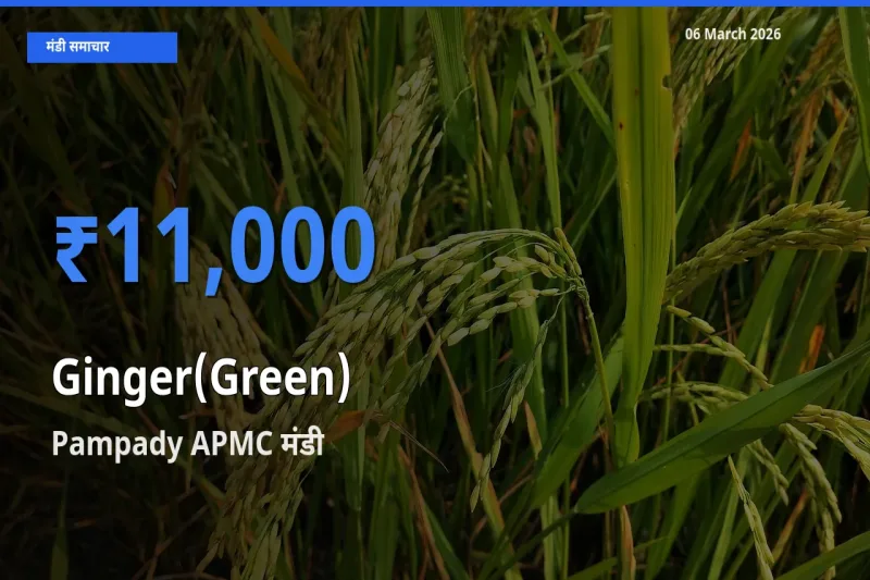 Pampady APMC मंडी में अदरक (हरा) ₹11,000 पर पहुँचा – आज का सर्वोच्च भाव