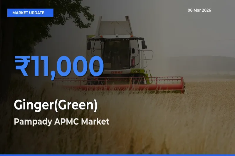 Pampady APMC Records Highest ₹11,000 Rate for Ginger(Green)