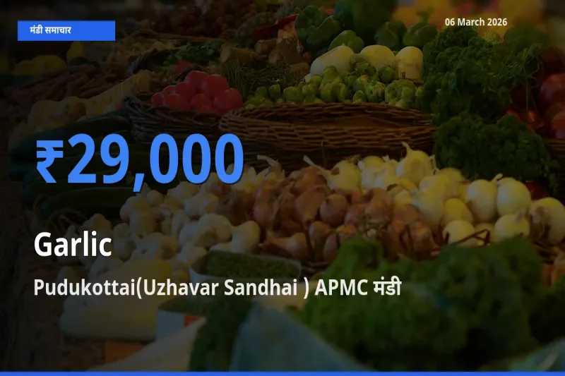 आज लहसुन के सबसे ज़्यादा दाम Pudukottai(Uzhavar Sandhai ) APMC मंडी में दर्ज