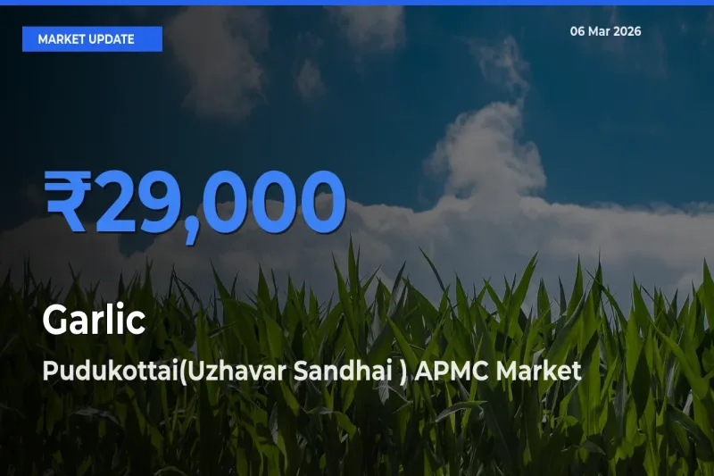 Garlic Mandi Rate Today: Pudukottai(Uzhavar Sandhai ) APMC Tops the List