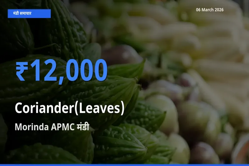 आज हरा धनिया के सबसे ज़्यादा दाम Morinda APMC मंडी में दर्ज