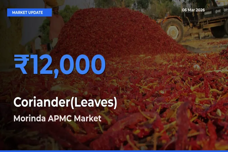 Morinda APMC Offers ₹12,000 – Highest Coriander(Leaves) Rate Today