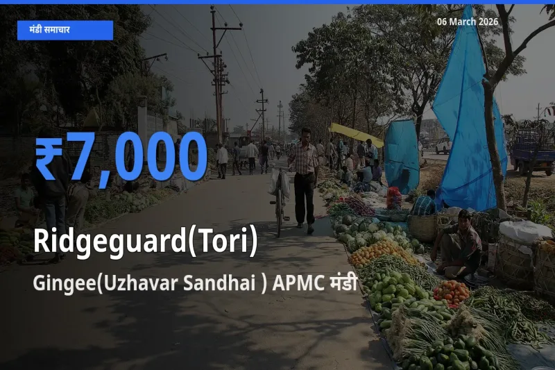 टॉप मंडी बना Gingee(Uzhavar Sandhai ) APMC! तोरई के सबसे ऊँचे दाम यहीं दर्ज