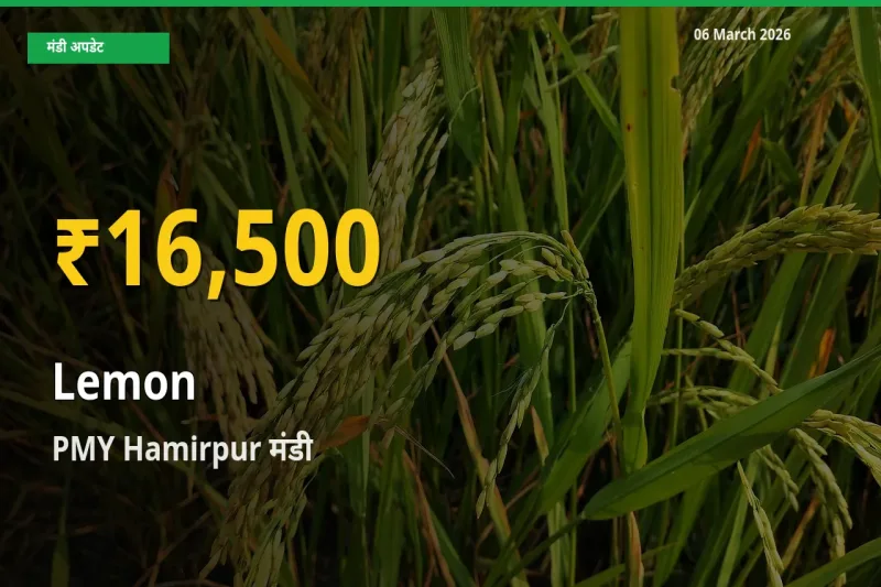 नींबू के दामों ने बनाया नया रिकॉर्ड, PMY Hamirpur में तेज़ी