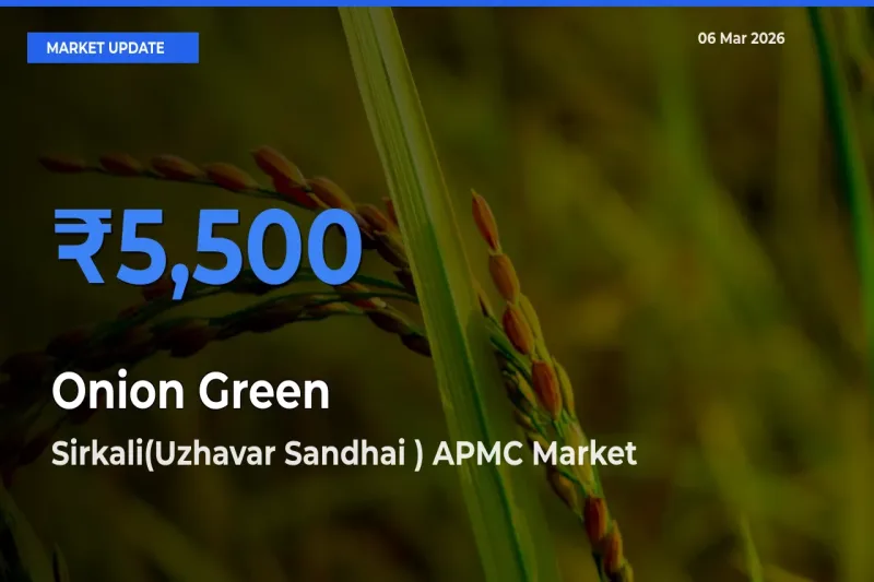 Sirkali(Uzhavar Sandhai ) APMC Leads as Top Mandi for Onion Green Prices