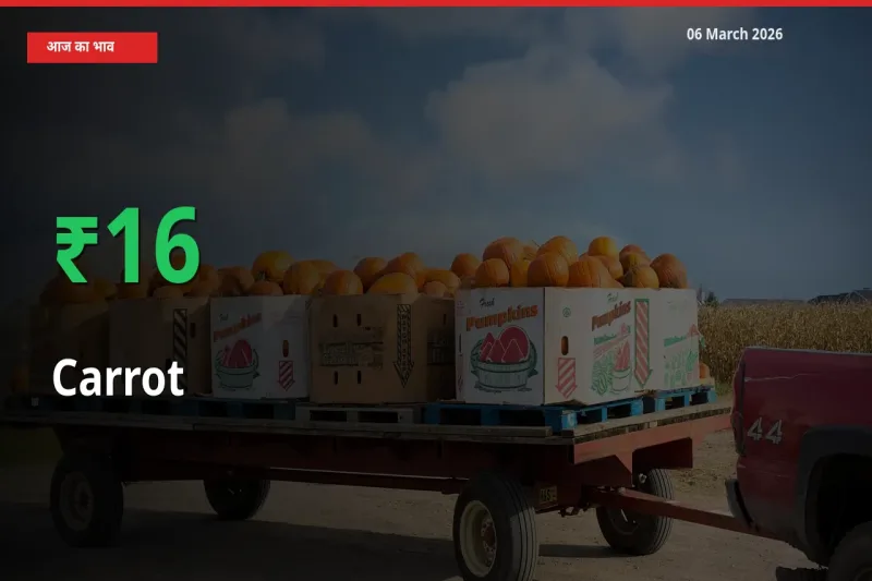 गाजर 15.67% उछला, मंडी