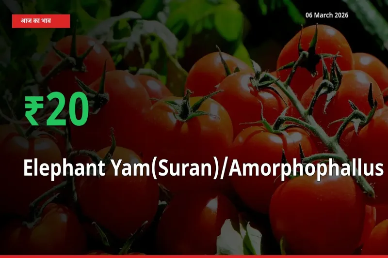 किसानों के लिए खुशखबरी! स्थानीय मंडी में जिमीकंद (सूरन) 19.67% उछला