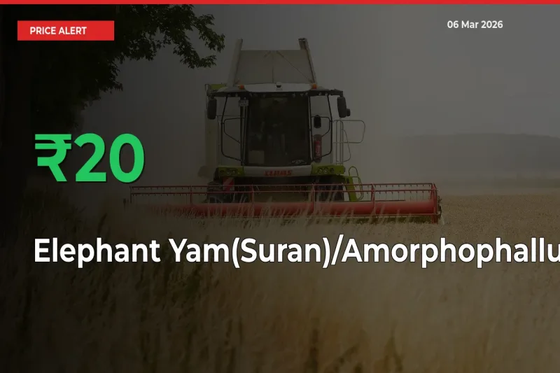 Elephant Yam(Suran)/Amorphophallus Prices Rise 19.67% in a Day at Major Mandis