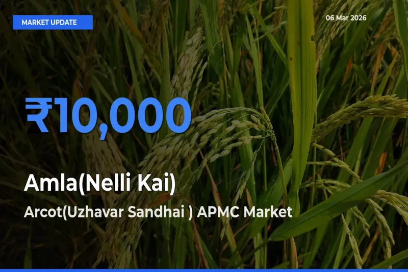 Market Watch: Arcot(Uzhavar Sandhai ) APMC Becomes Top Mandi for Amla(Nelli Kai)