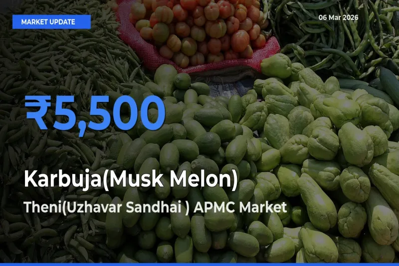 Theni(Uzhavar Sandhai ) APMC Tops Karbuja(Musk Melon) Mandi Rates Today
