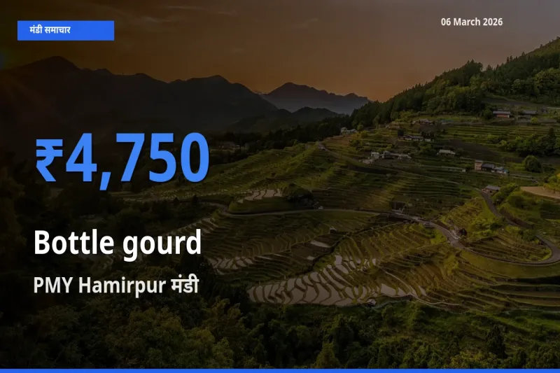 आज लौकी के सबसे ऊँचे दाम ₹4,750 PMY Hamirpur मंडी में