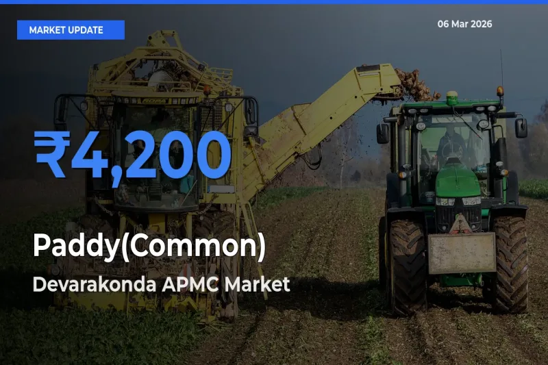Market Watch: Devarakonda APMC Becomes Top Mandi for Paddy(Common)