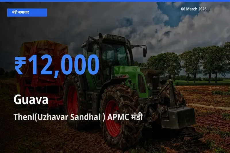 टॉप मंडी बना Theni(Uzhavar Sandhai ) APMC! अमरूद के सबसे ऊँचे दाम यहीं दर्ज