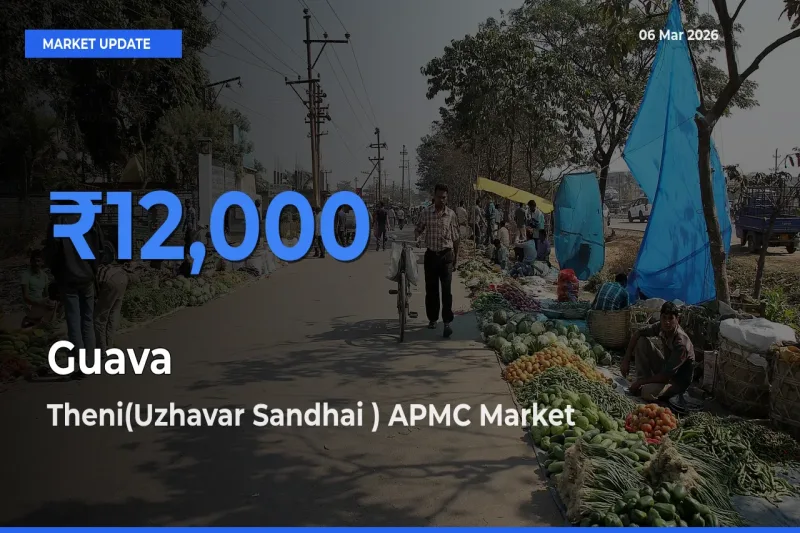 Theni(Uzhavar Sandhai ) APMC Leads as Top Mandi for Guava Prices