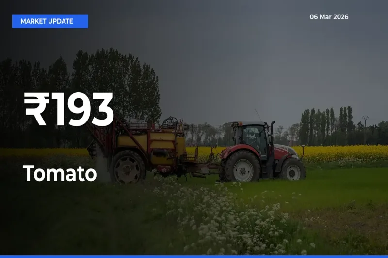 Tomato Prices Gain Momentum Across 193+ Mandis – Market Trend Strengthens