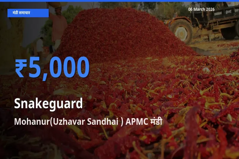 आज चिचिंडा (नागफनी लौकी) के सबसे ऊँचे दाम ₹5,000 Mohanur(Uzhavar Sandhai ) APMC मंडी में