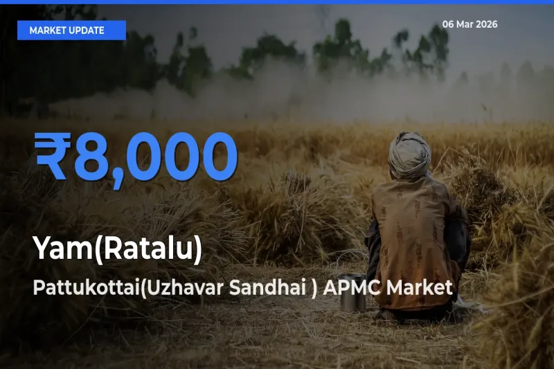 Pattukottai(Uzhavar Sandhai ) APMC Tops Yam(Ratalu) Mandi Rates Today