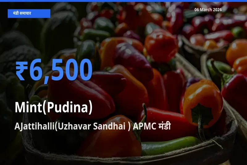 06 March अपडेट: पुदीना के सबसे ऊँचे दाम AJattihalli(Uzhavar Sandhai ) APMC मंडी में