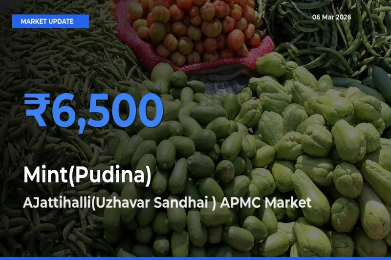 Market Watch: AJattihalli(Uzhavar Sandhai ) APMC Becomes Top Mandi for Mint(Pudina)