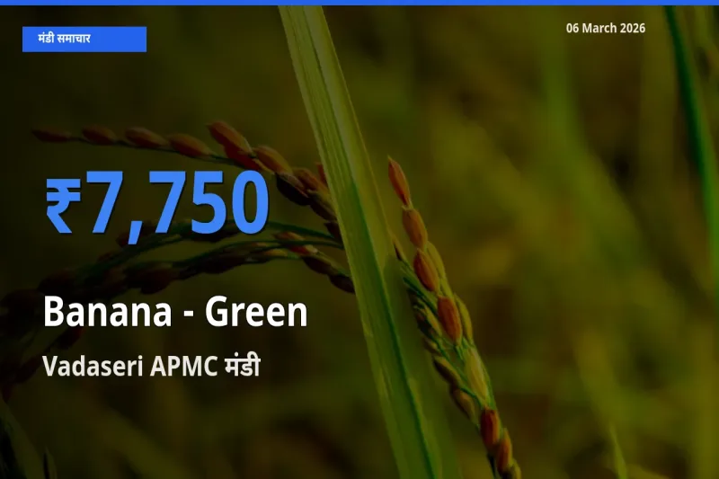 Vadaseri APMC मंडी में केला - हरा ₹7,750 पर पहुँचा – आज का सर्वोच्च भाव