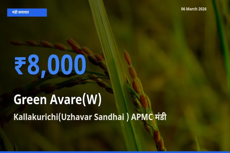 टॉप मंडी बना Kallakurichi(Uzhavar Sandhai ) APMC! हरी सेम के सबसे ऊँचे दाम यहीं दर्ज