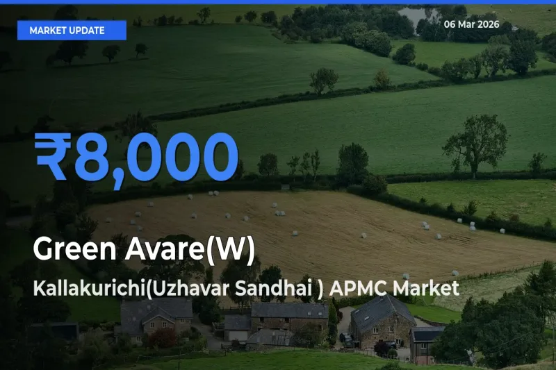 Green Avare(W) Mandi Rate Today: Kallakurichi(Uzhavar Sandhai ) APMC Tops the List