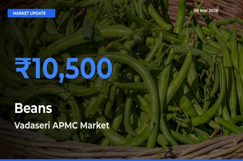 Vadaseri APMC Tops Beans Rates – March 06 Market Update