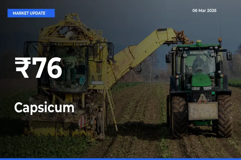 Capsicum Prices Trend Across 76+ Mandis – Market Direction Turns Clear