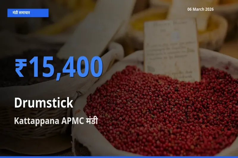 Kattappana APMC मंडी में सहजन (मुनगा) ₹15,400 पर पहुँचा – आज का सर्वोच्च भाव