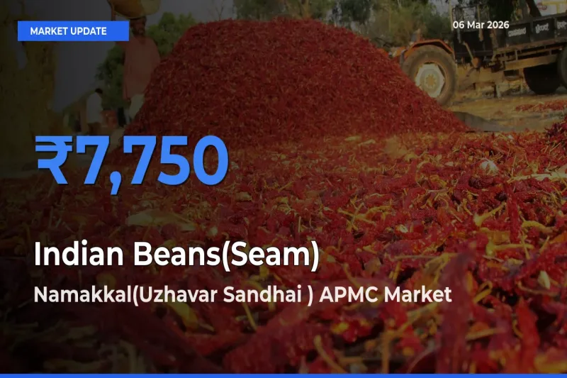Namakkal(Uzhavar Sandhai ) APMC Records Highest ₹7,750 Rate for Indian Beans(Seam)
