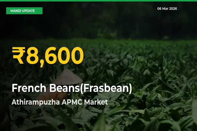 French Beans(Frasbean) Price Hits New High in Athirampuzha APMC Today – Check Latest Mandi Rates