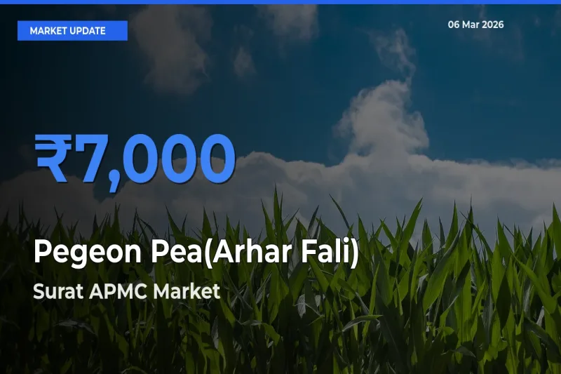 Surat APMC Emerges as Top Mandi for Pegeon Pea(Arhar Fali) Prices Today