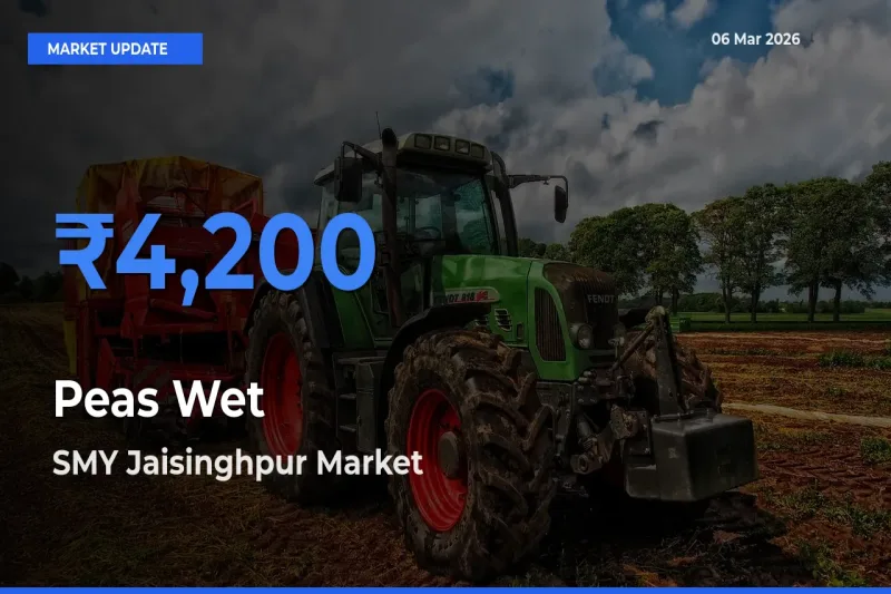 SMY Jaisinghpur Records Highest ₹4,200 Rate for Peas Wet