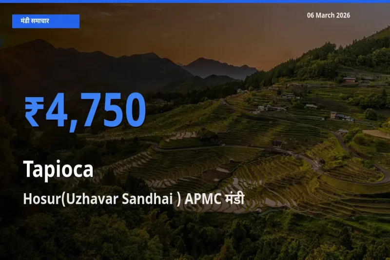 आज साबूदाना के सबसे ऊँचे दाम ₹4,750 Hosur(Uzhavar Sandhai ) APMC मंडी में