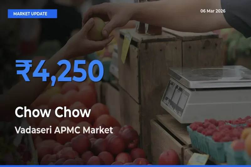 Vadaseri APMC Tops Chow Chow Rates – March 06 Market Update