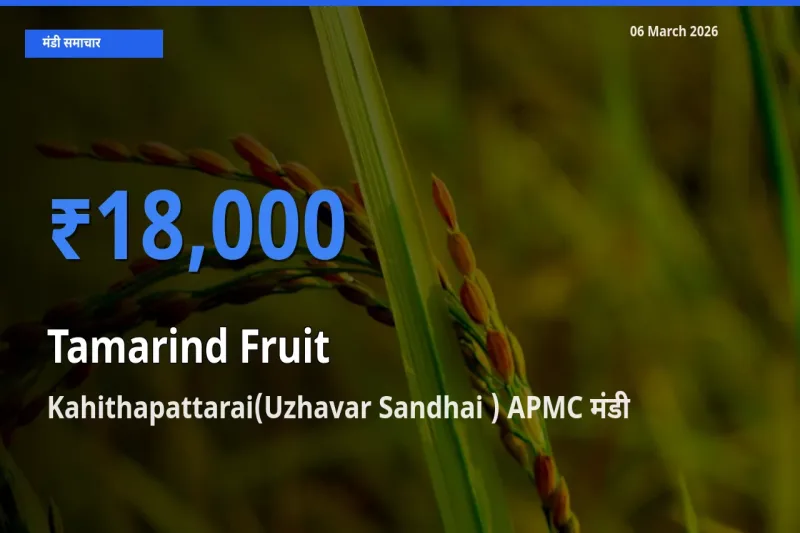 Kahithapattarai(Uzhavar Sandhai ) APMC मंडी में इमली का फल ₹18,000 पर पहुँचा – आज का सर्वोच्च भाव