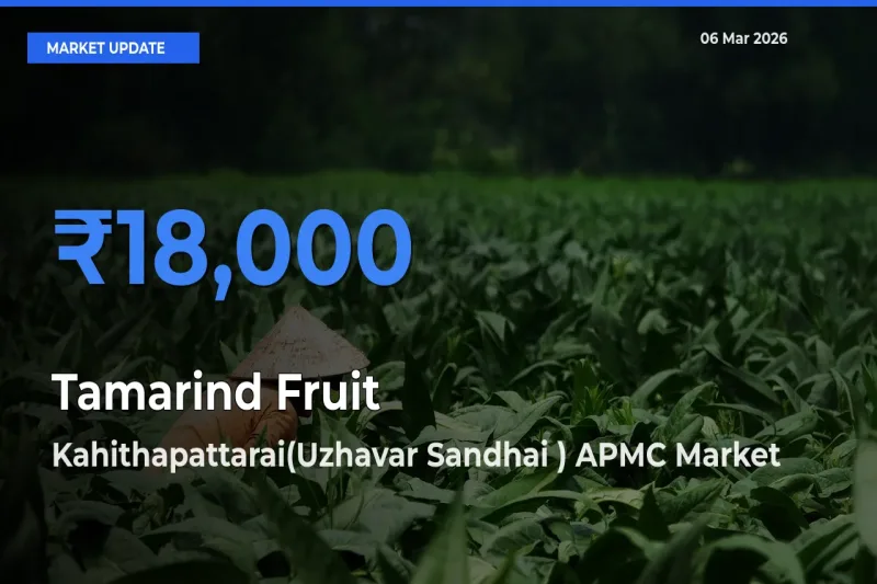 Top Performer! Kahithapattarai(Uzhavar Sandhai ) APMC Offers Best Tamarind Fruit Price Today