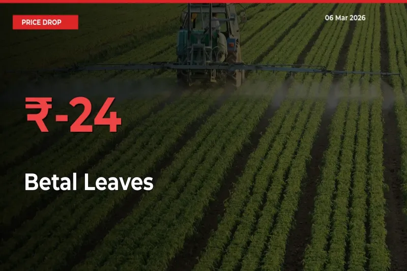 Betal Leaves Prices Drop 23.55% – March 06 Market Update from Mandis
