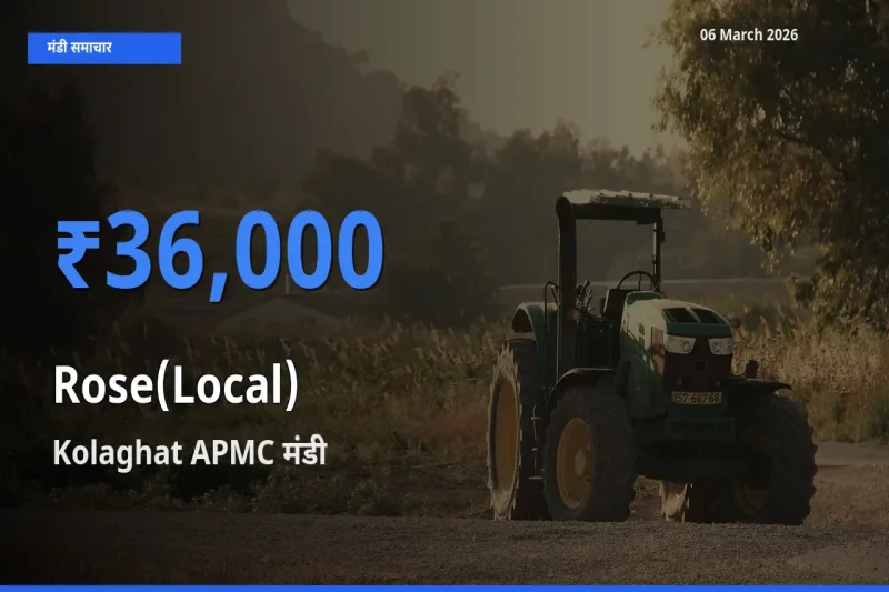 Kolaghat APMC में गुलाब(स्थानीय) का आज सबसे ऊँचा भाव